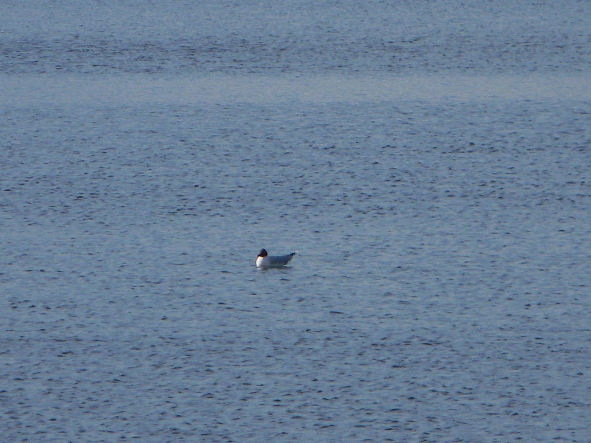 Brown-hooded Gull - ML642309676