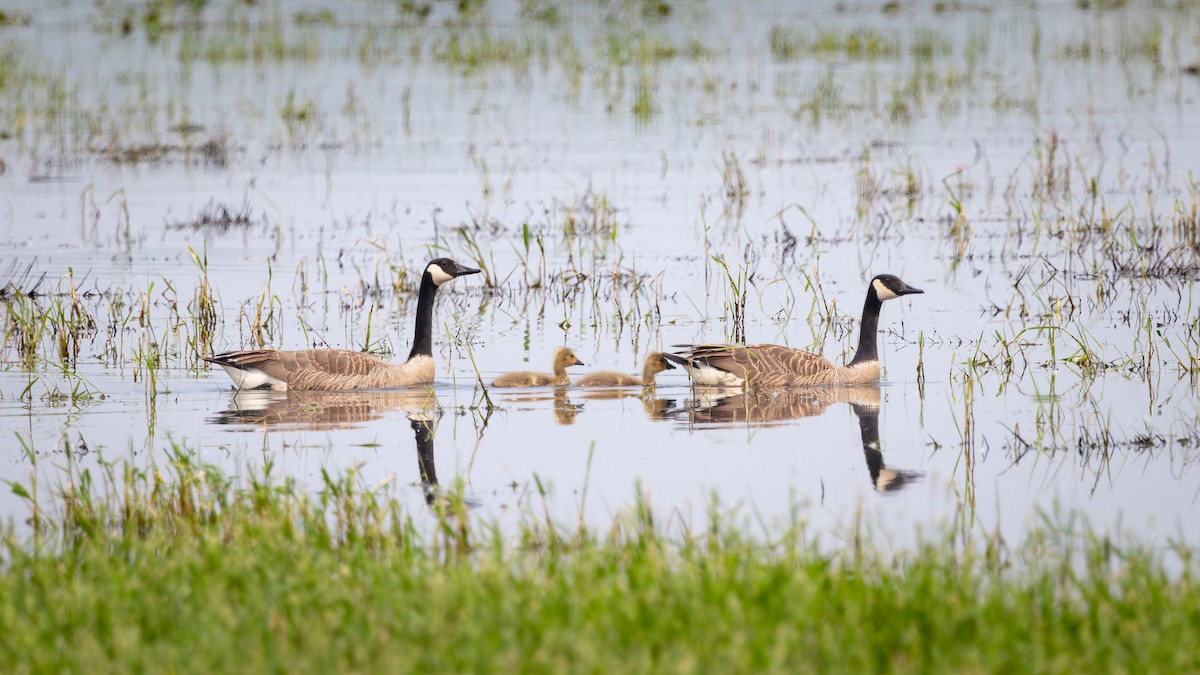 Canada Goose - ML642309678