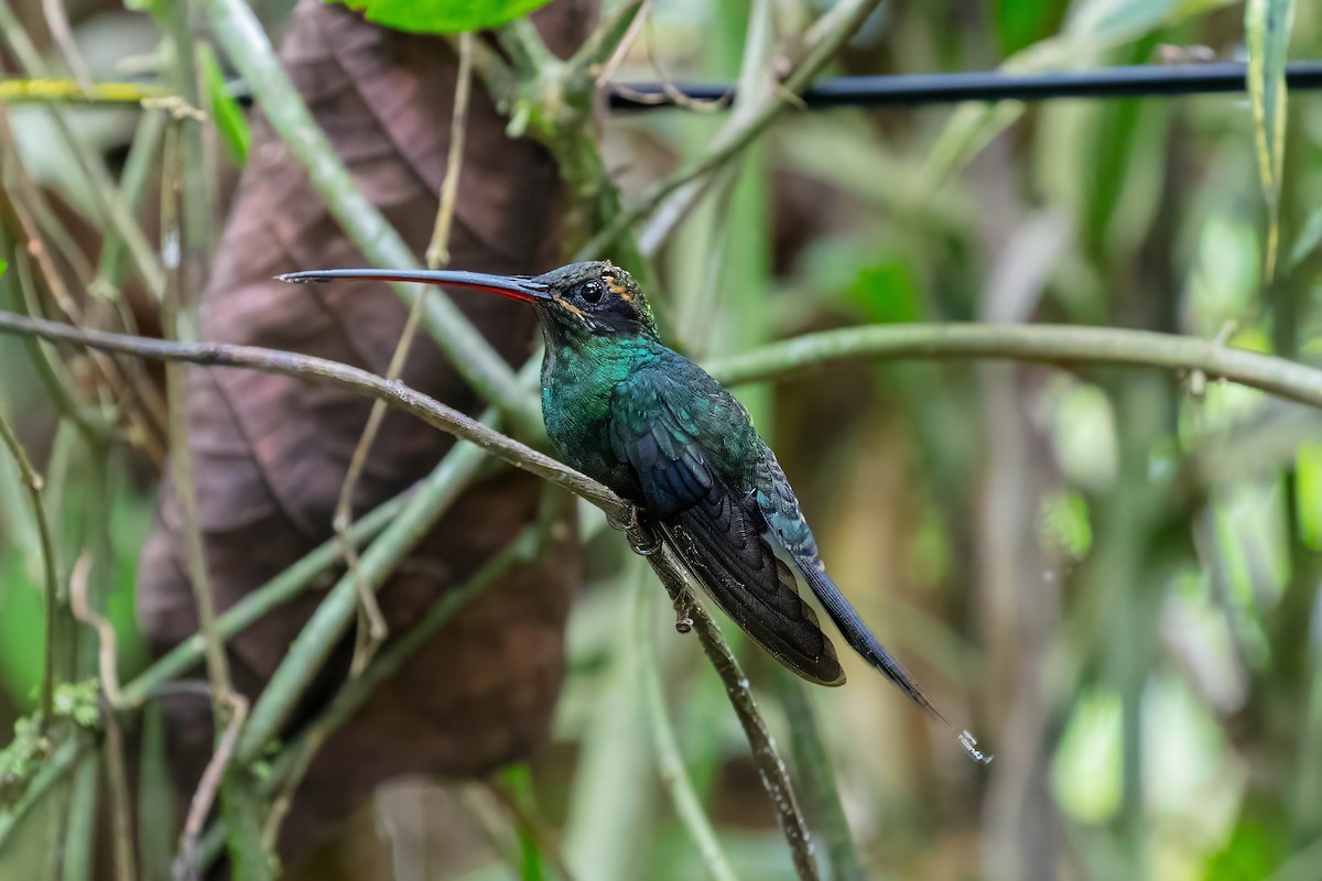 White-whiskered Hermit - ML642309680