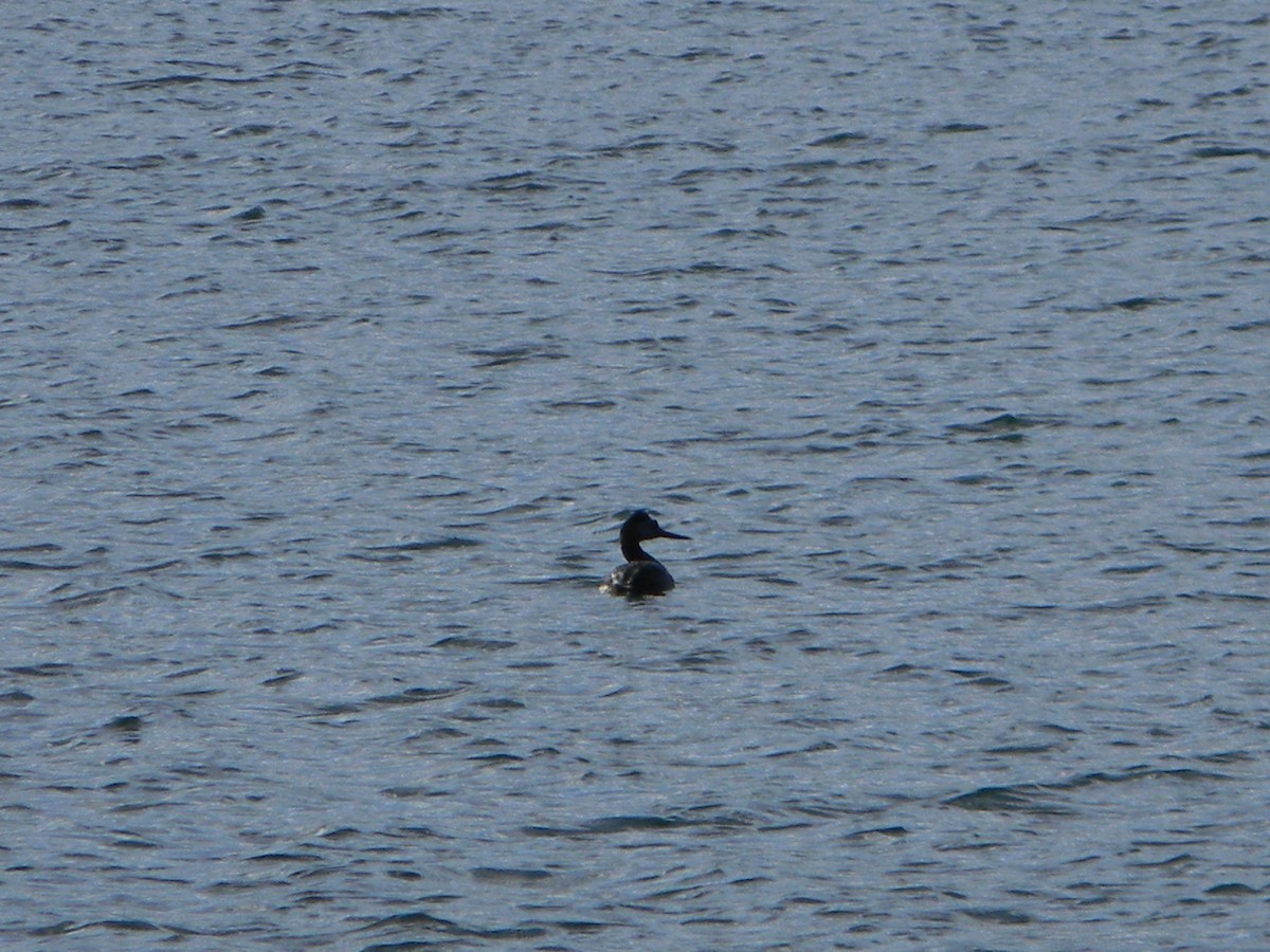 Great Grebe - ML642309685