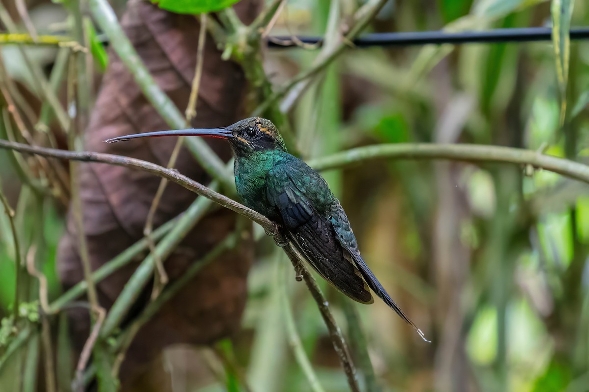 White-whiskered Hermit - ML642309686