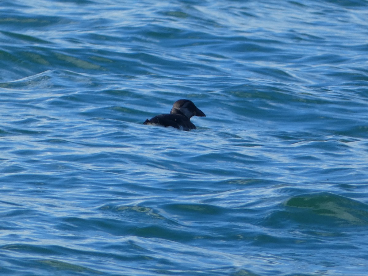 Atlantic Puffin - ML642309692