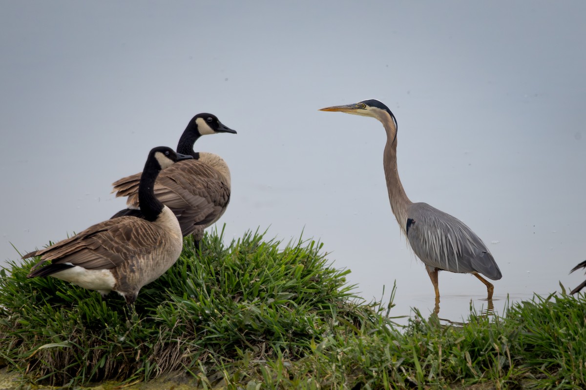 Great Blue Heron - ML642309694