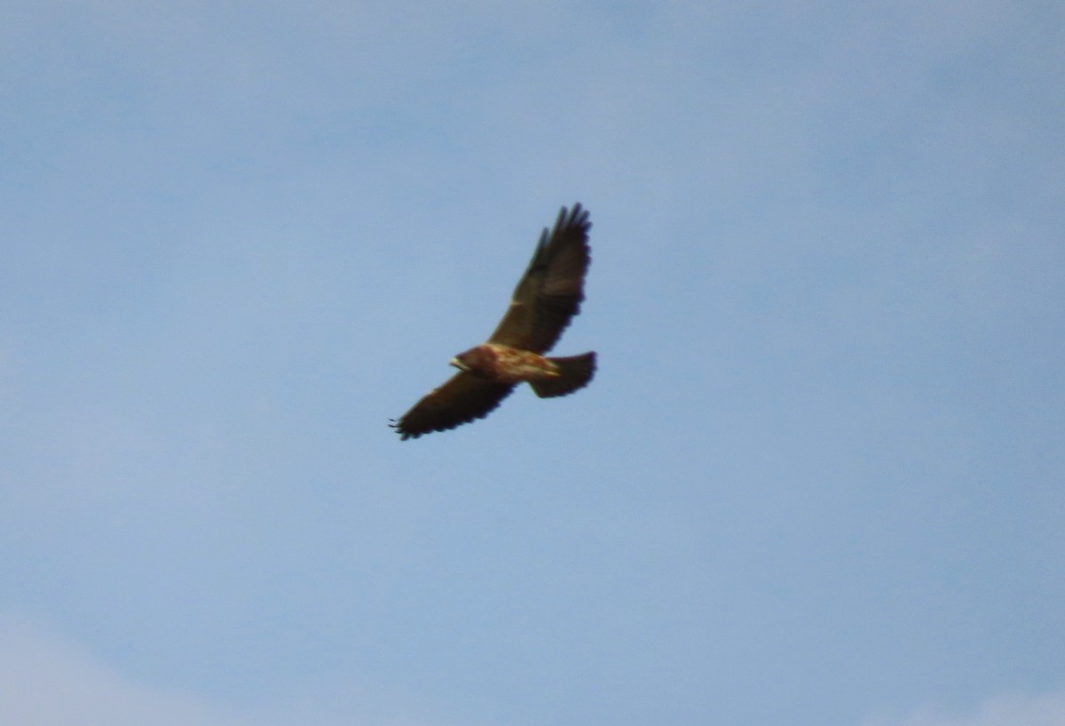 Swainson's Hawk - ML642309708
