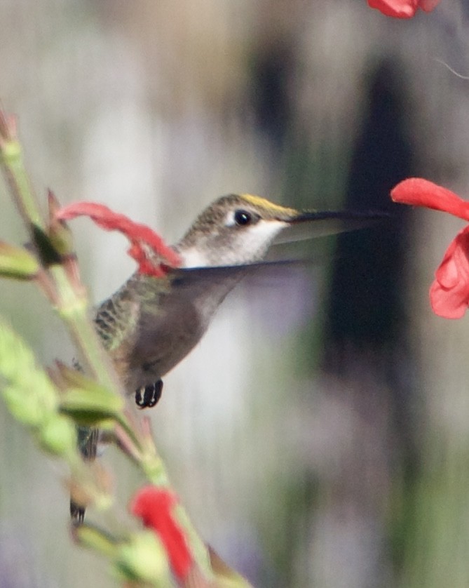 Calliope Hummingbird - ML642309715