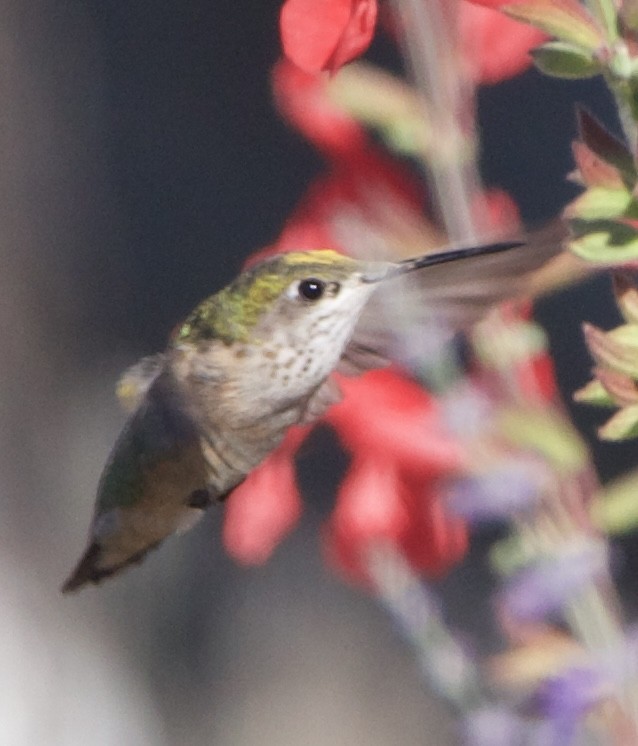 Calliope Hummingbird - ML642309717