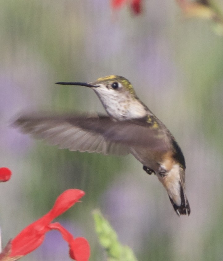 Calliope Hummingbird - ML642309718