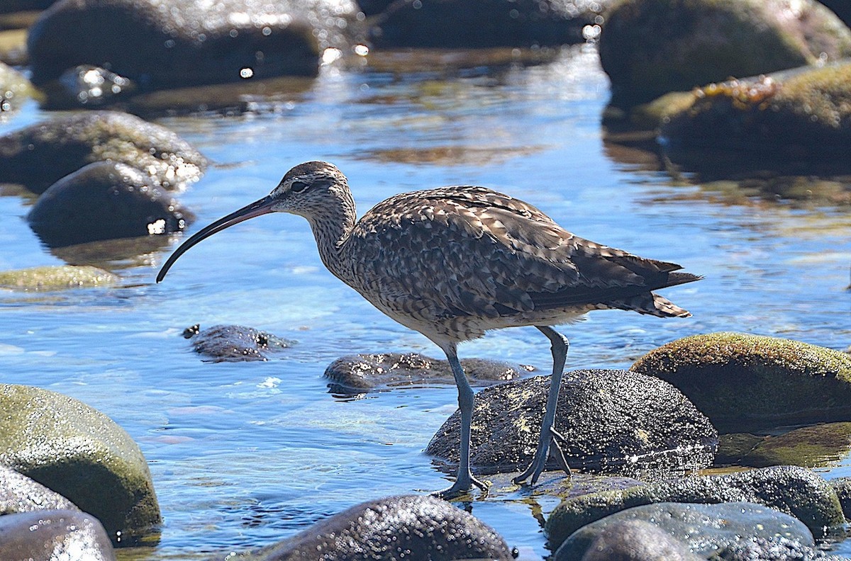 Whimbrel - ML642309721