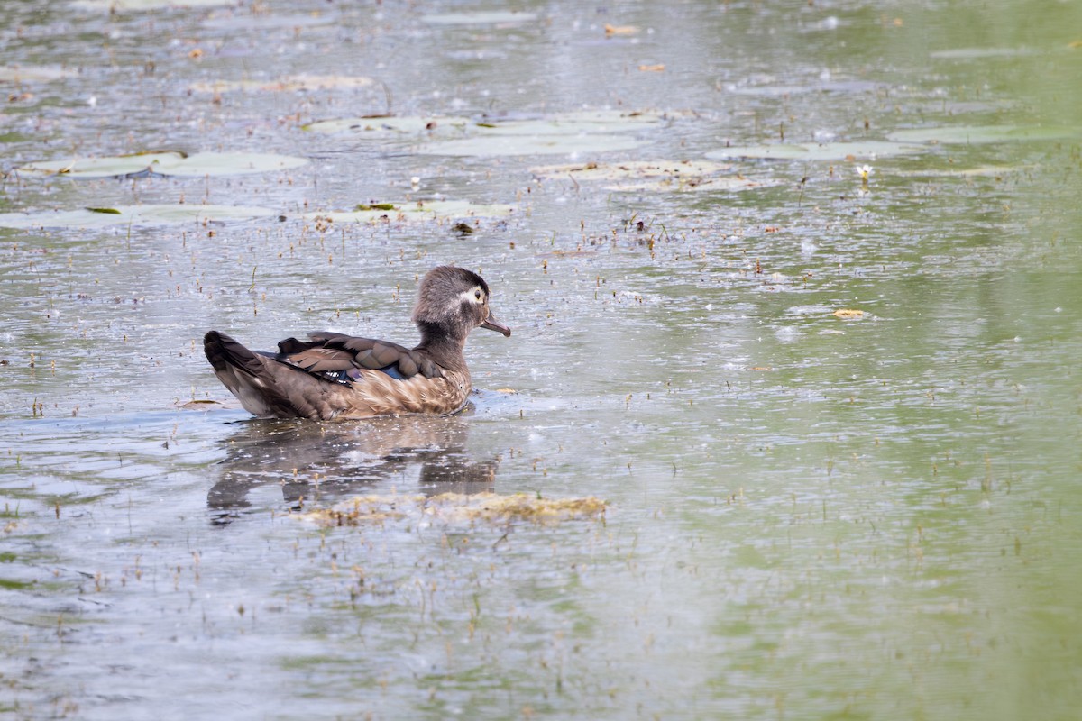 Wood Duck - ML642309723