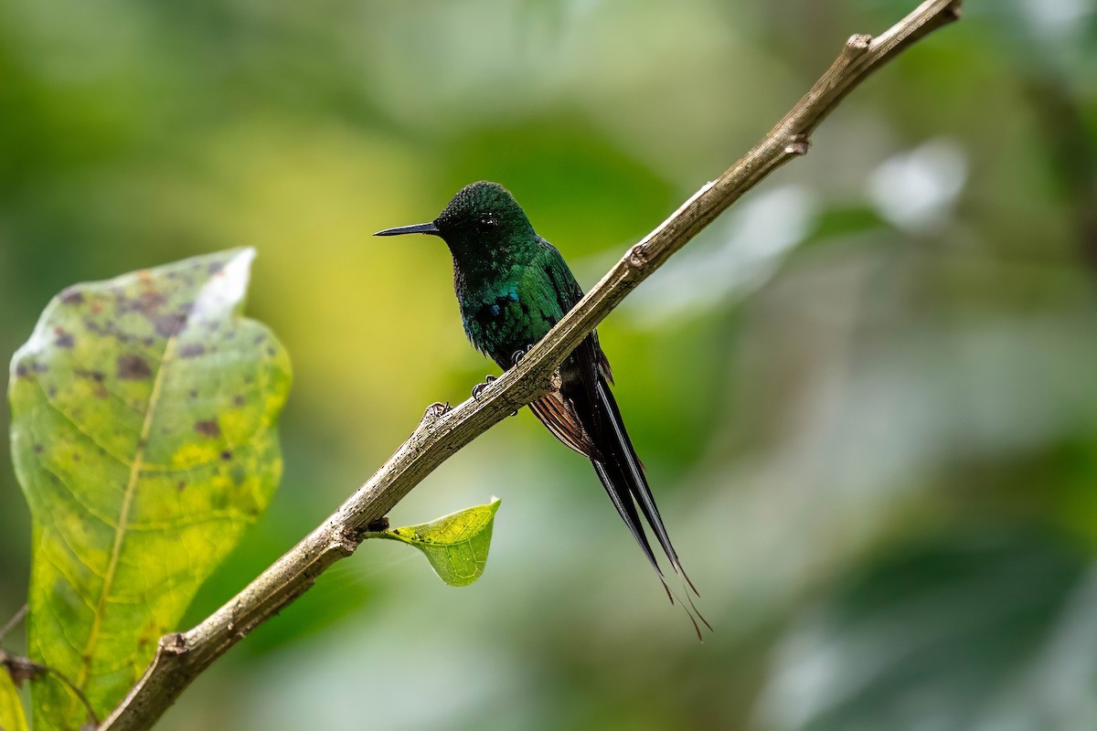 Green Thorntail - ML642309727