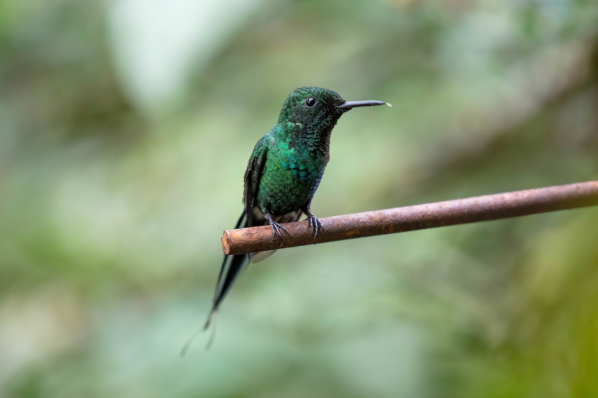 Green Thorntail - ML642309728