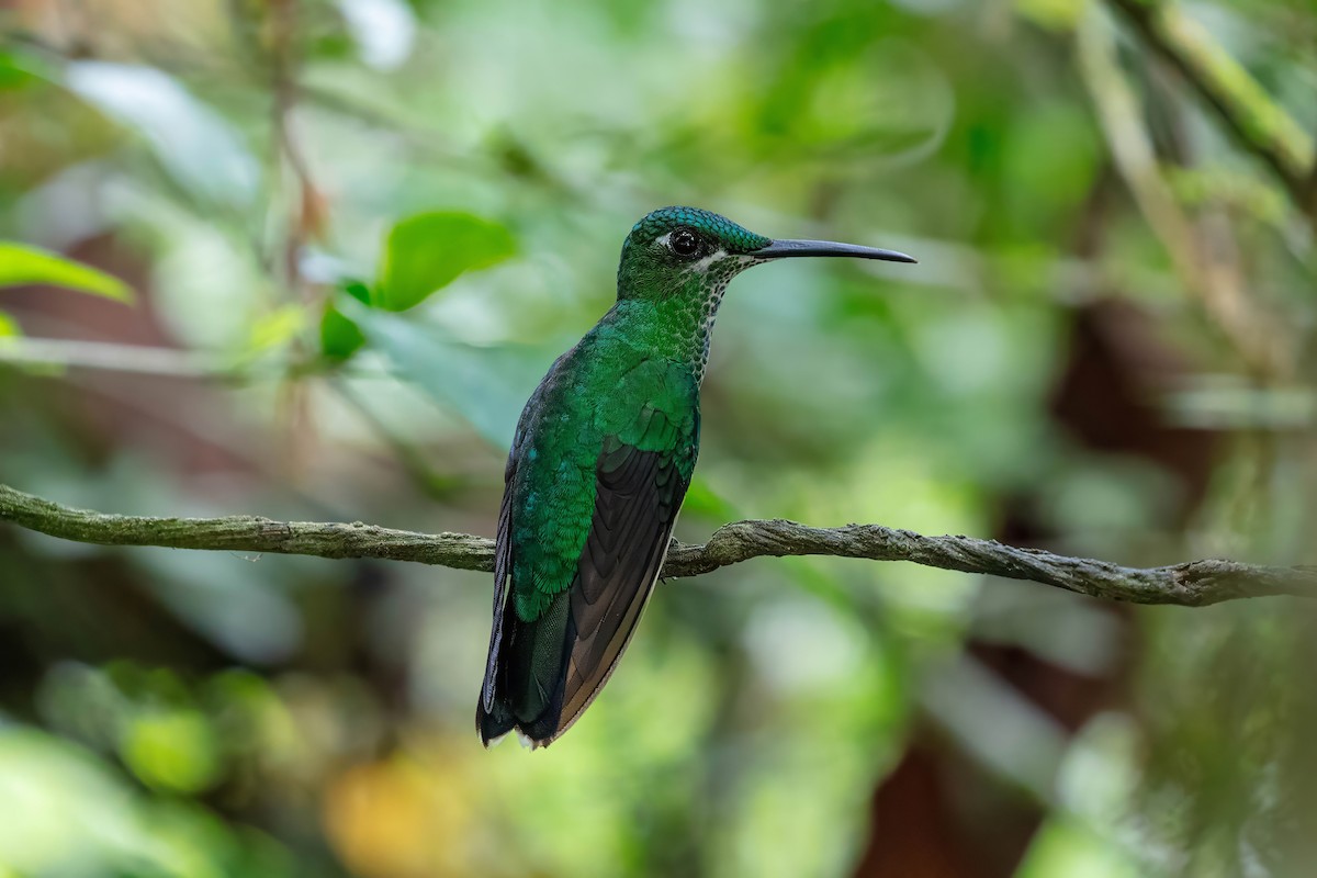Green-crowned Brilliant - ML642309746