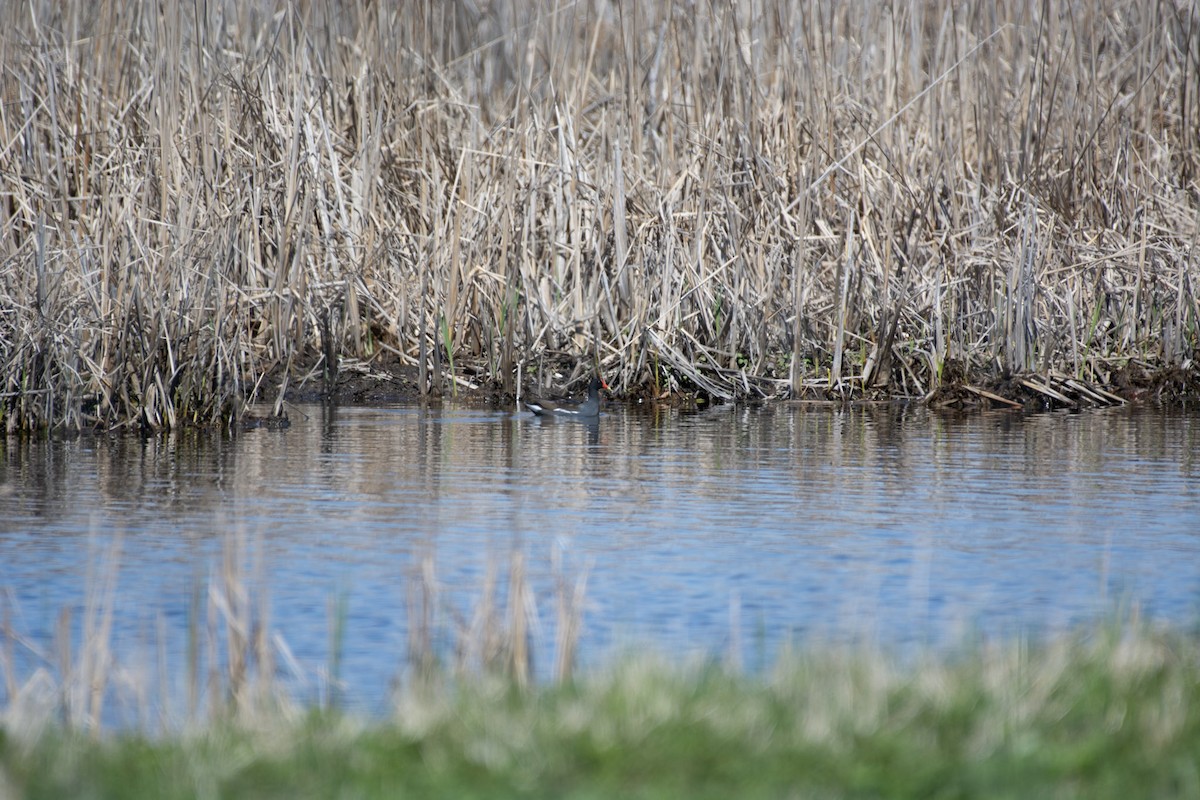 Common Gallinule - ML642309747