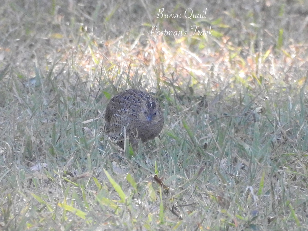 Brown Quail - ML642309762