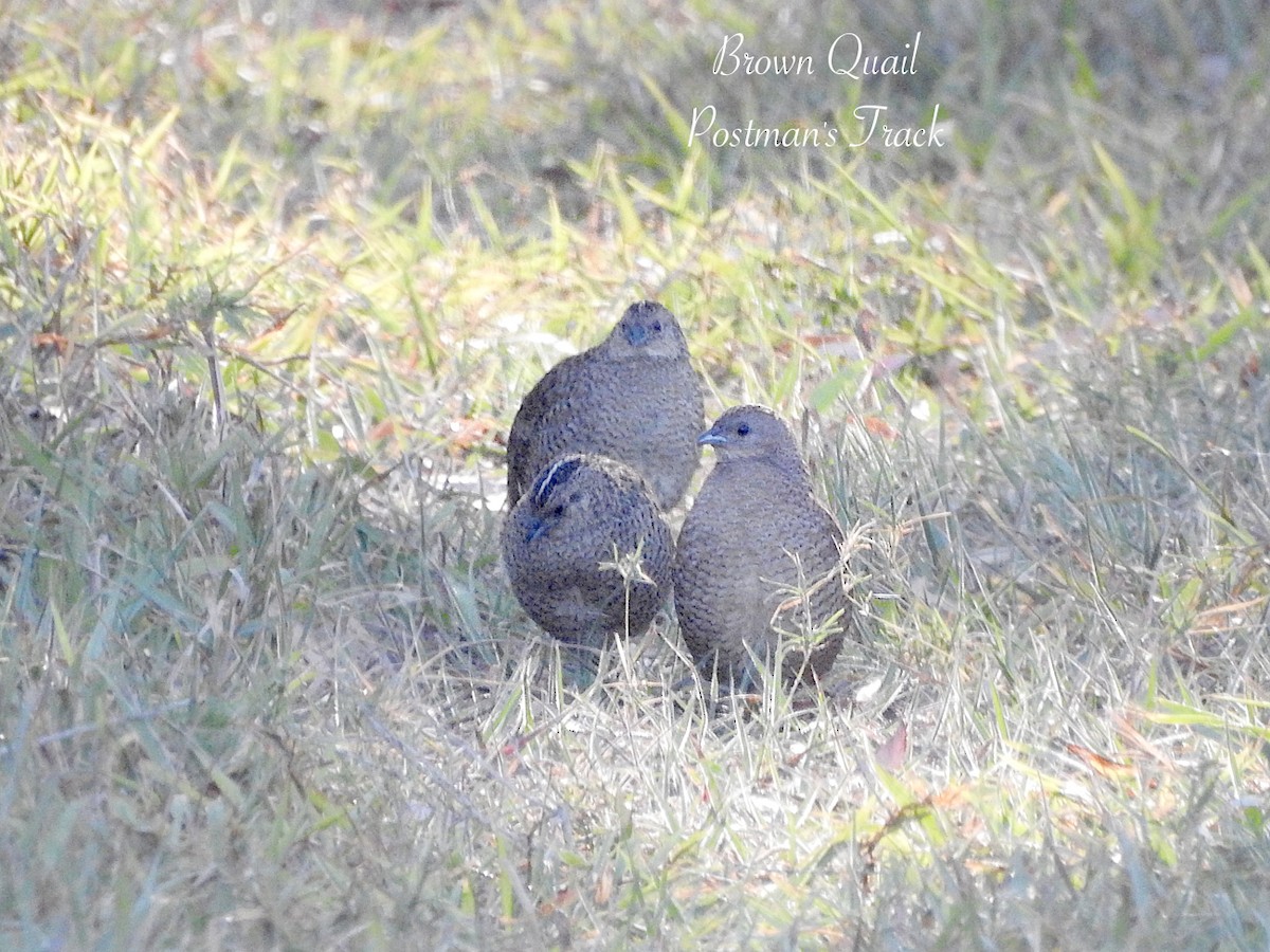 Brown Quail - ML642309763