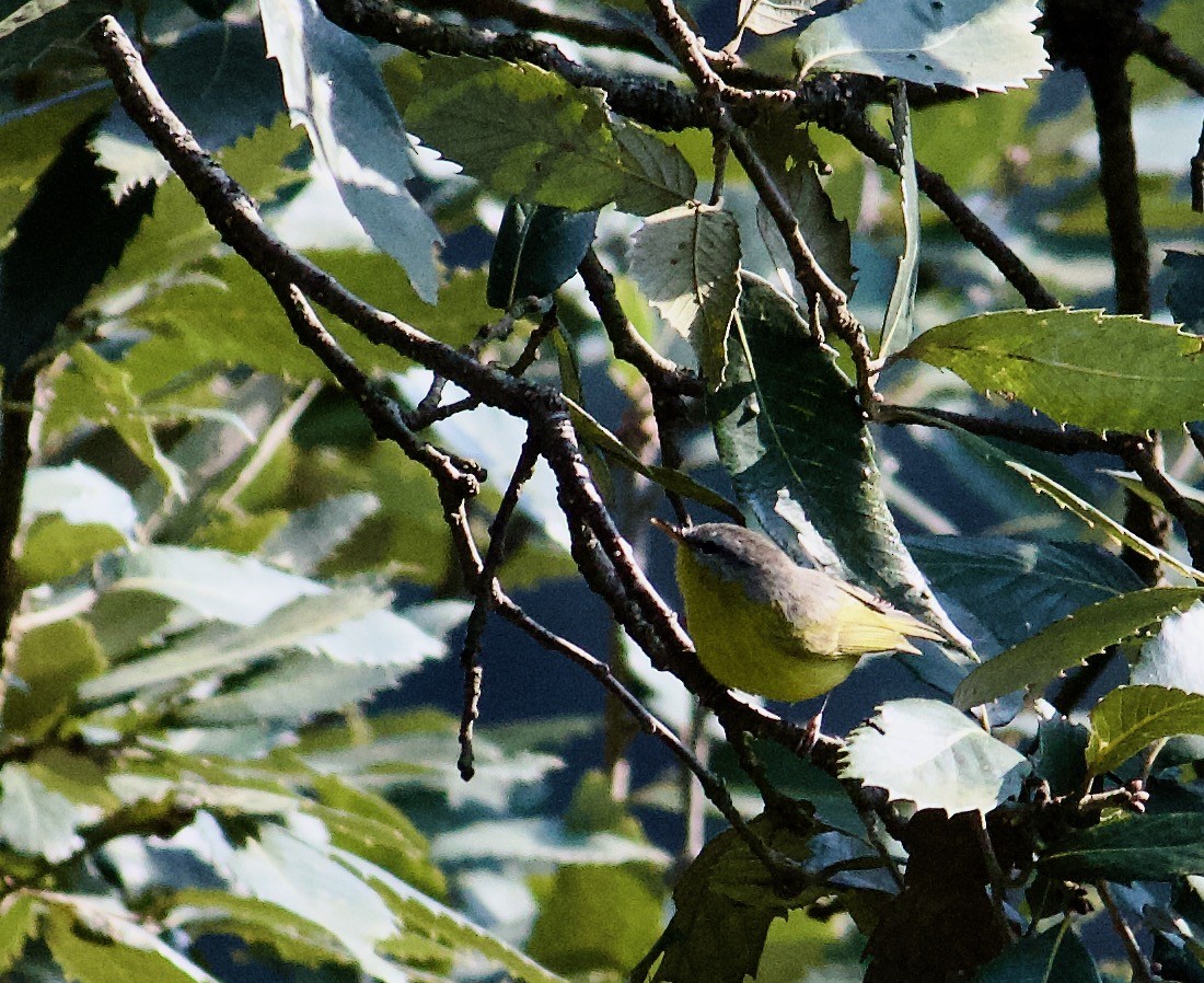 Gray-hooded Warbler - ML642309775
