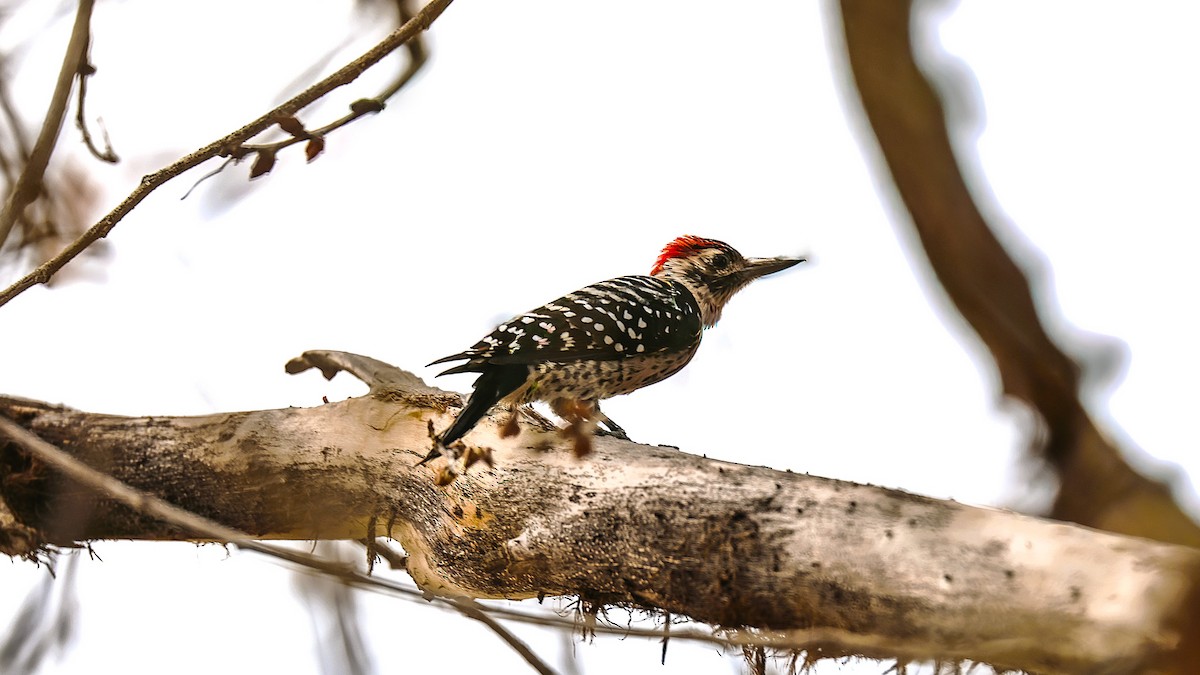 Ladder-backed Woodpecker - ML642309776