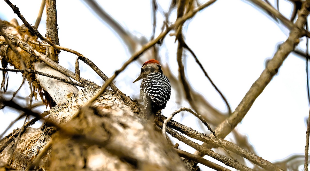 Ladder-backed Woodpecker - ML642309777
