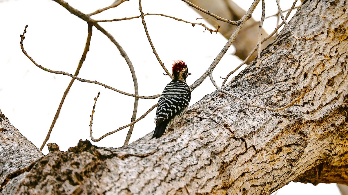 Ladder-backed Woodpecker - ML642309778