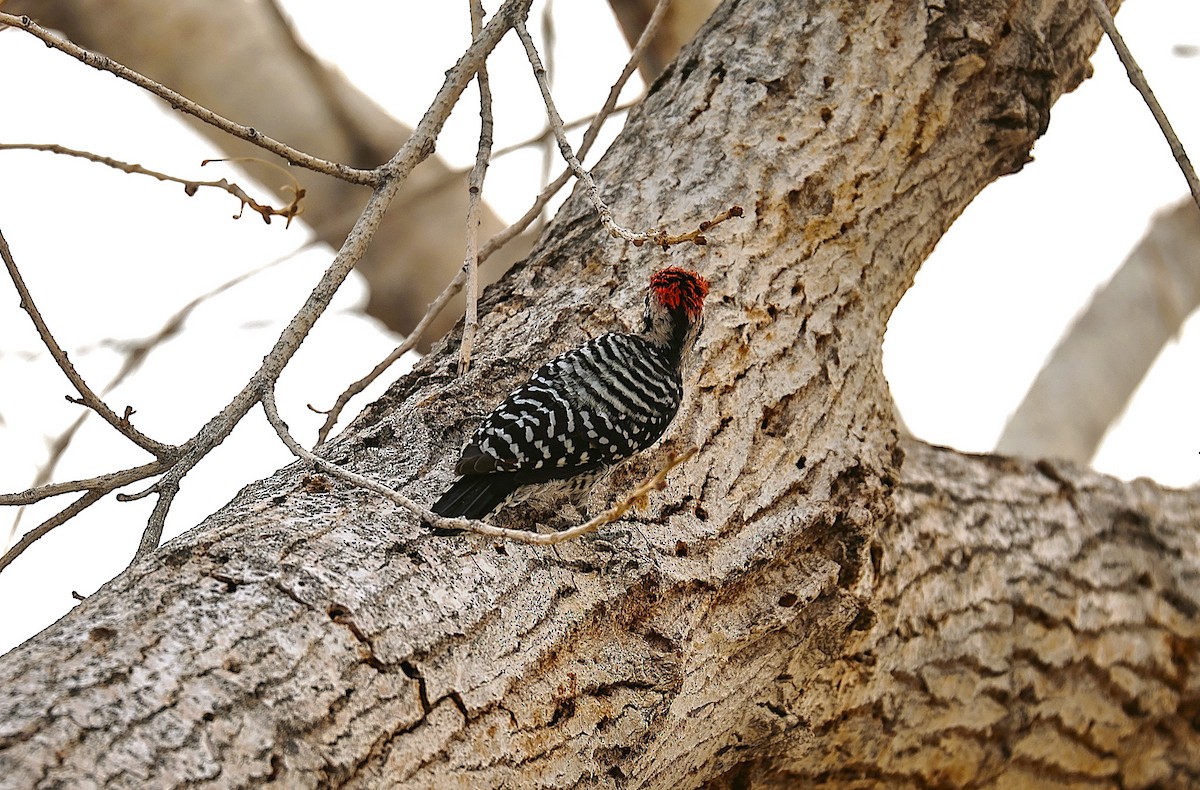 Ladder-backed Woodpecker - ML642309779