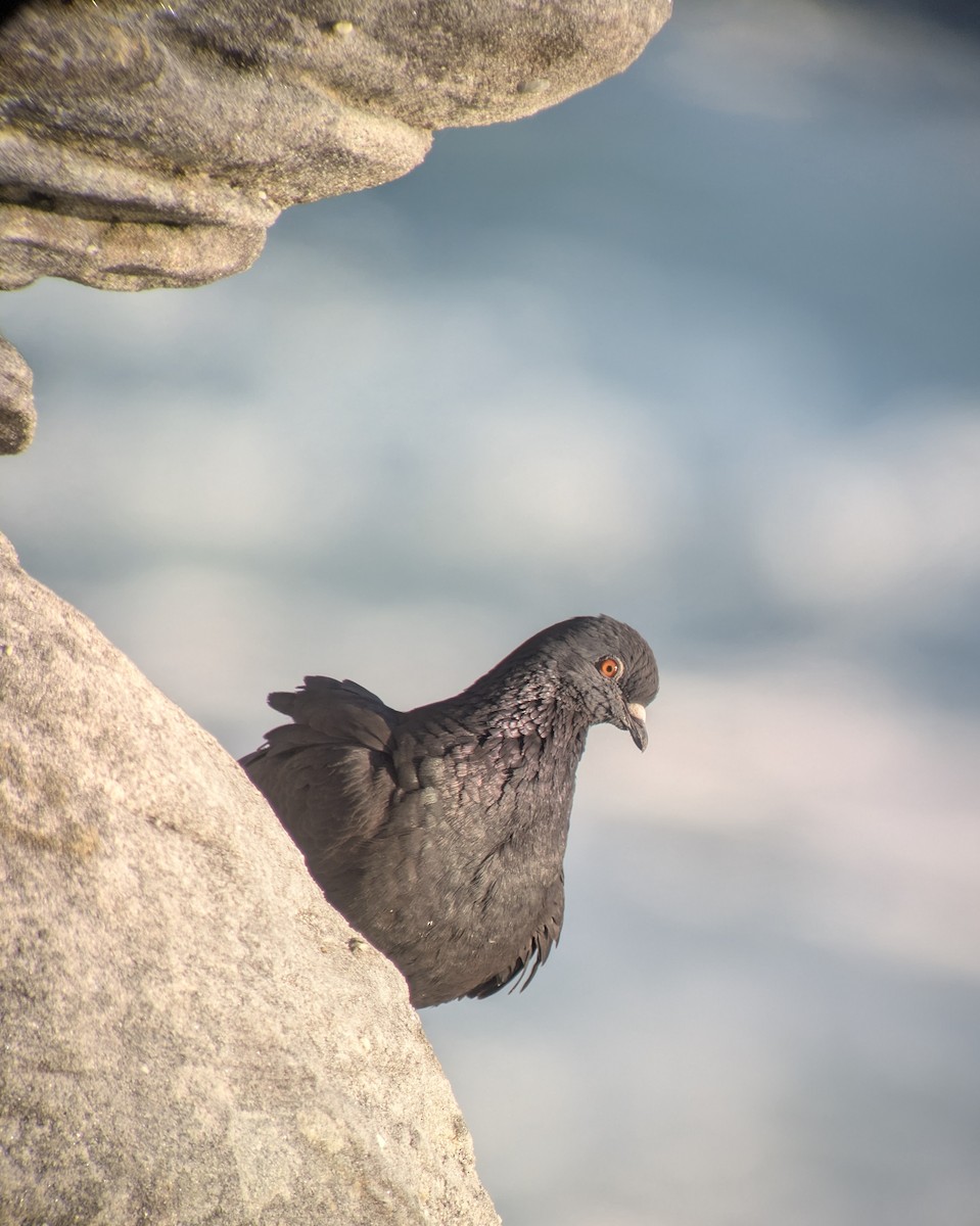 Rock Pigeon (Feral Pigeon) - ML642309781