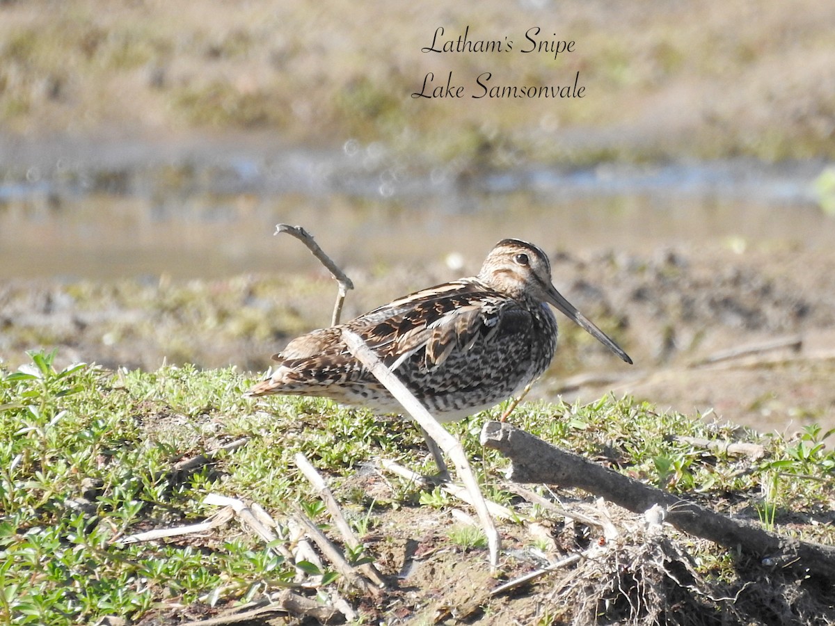 Latham's Snipe - ML642309784