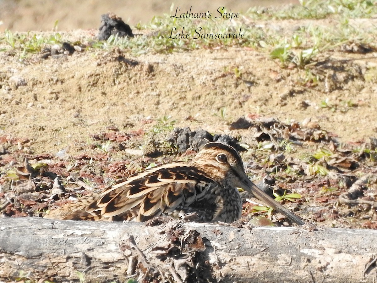 Latham's Snipe - ML642309785