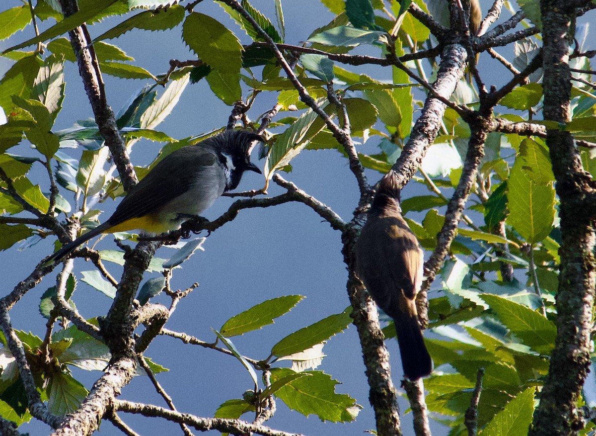 Himalayan Bulbul - ML642309797