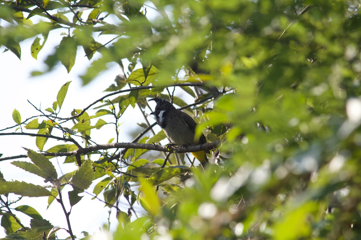 Himalayan Bulbul - ML642309799