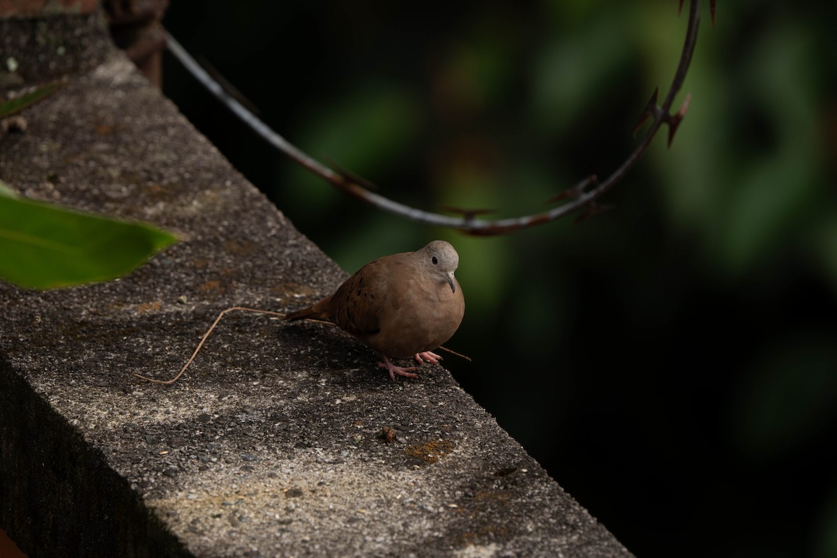 Ruddy Ground Dove - ML642309808