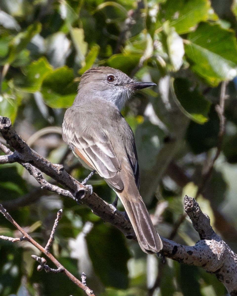 Ash-throated Flycatcher - ML642309809