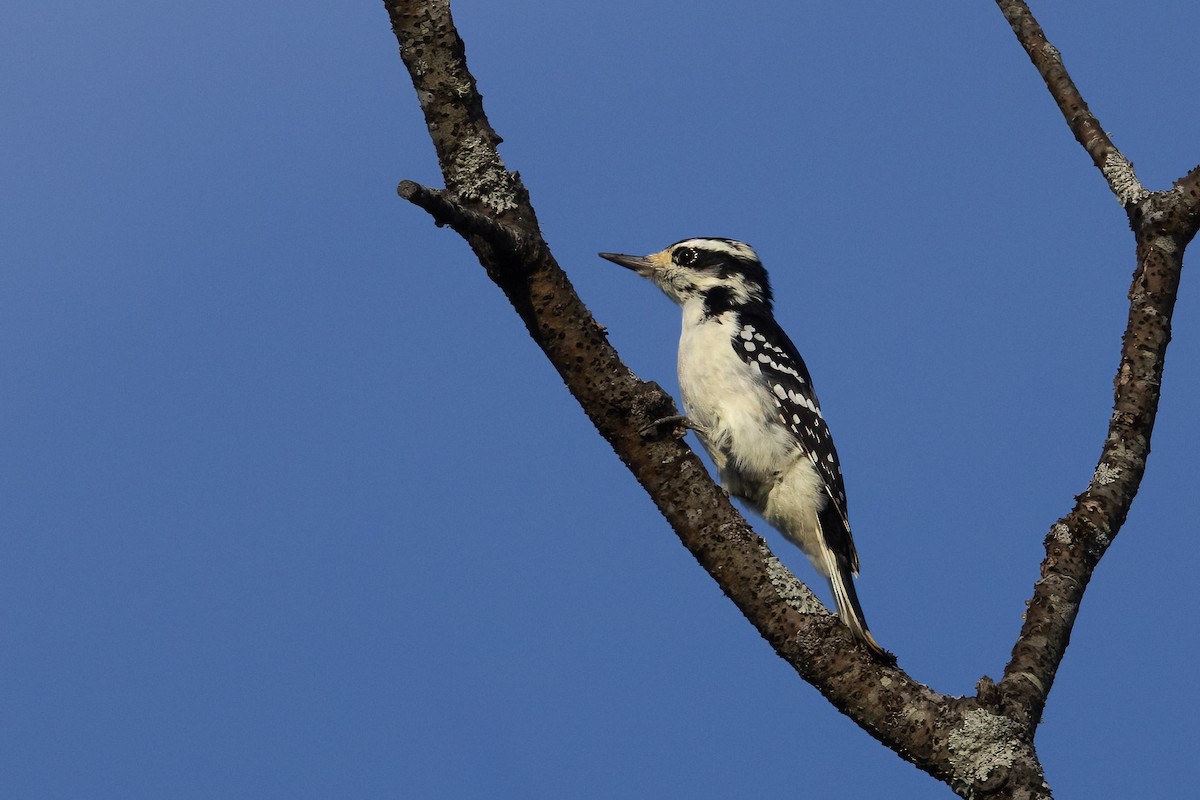 Hairy Woodpecker - ML642309821