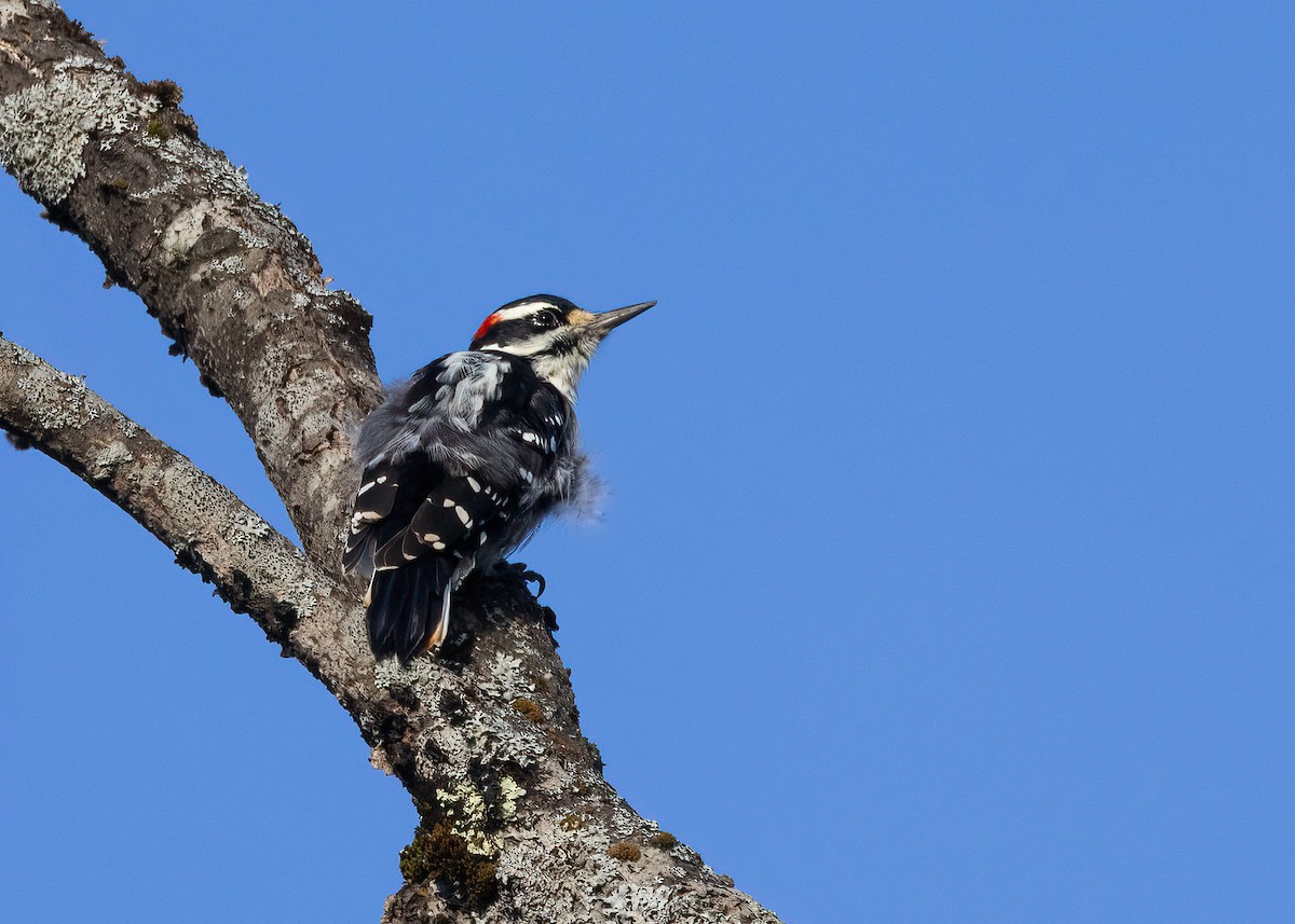 Hairy Woodpecker - ML642309822