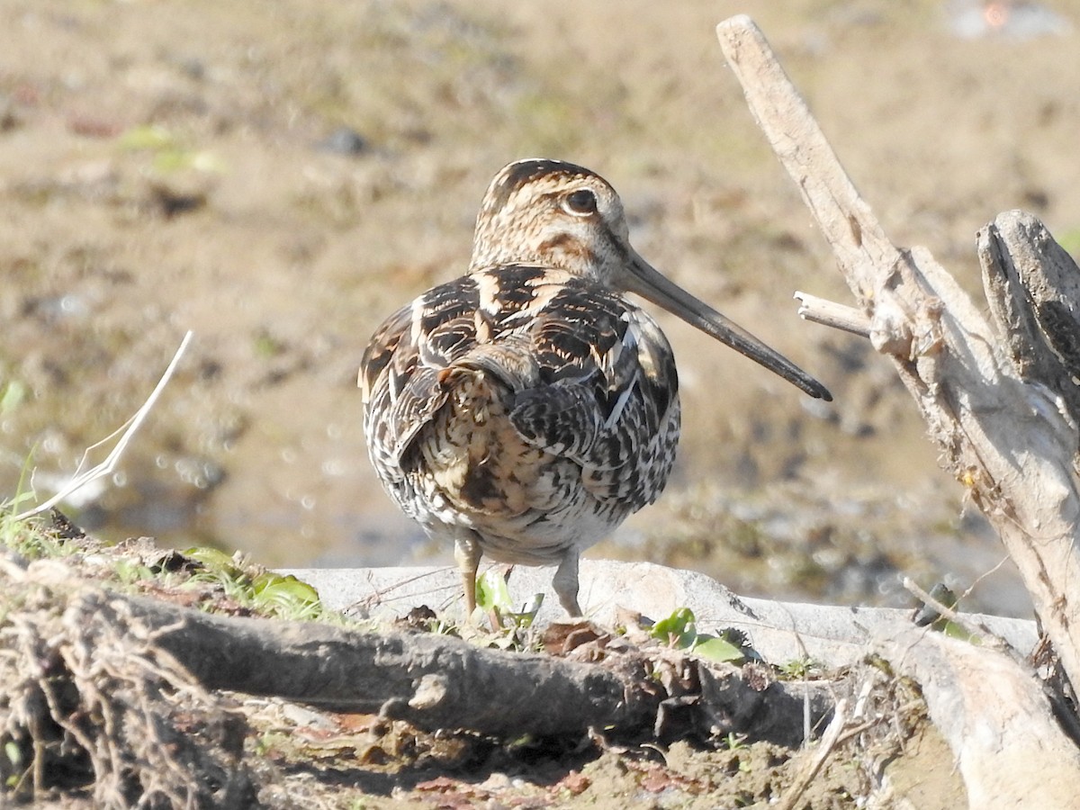 Latham's Snipe - ML642309826