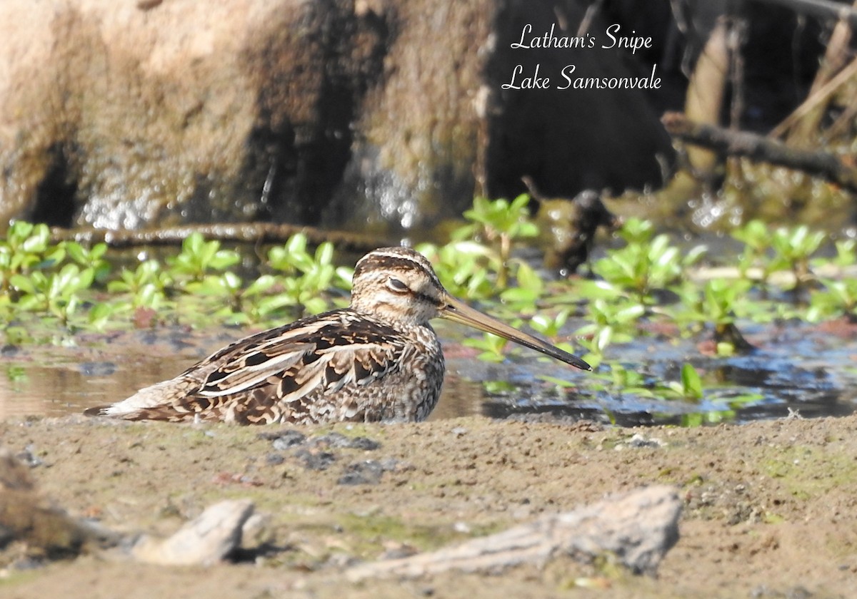 Latham's Snipe - ML642309827