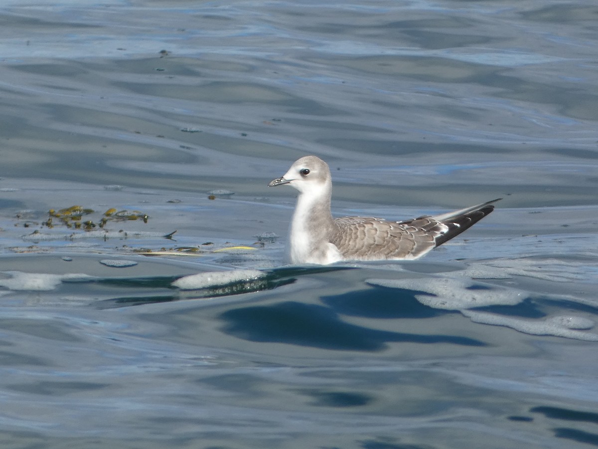 Sabine's Gull - ML642309842