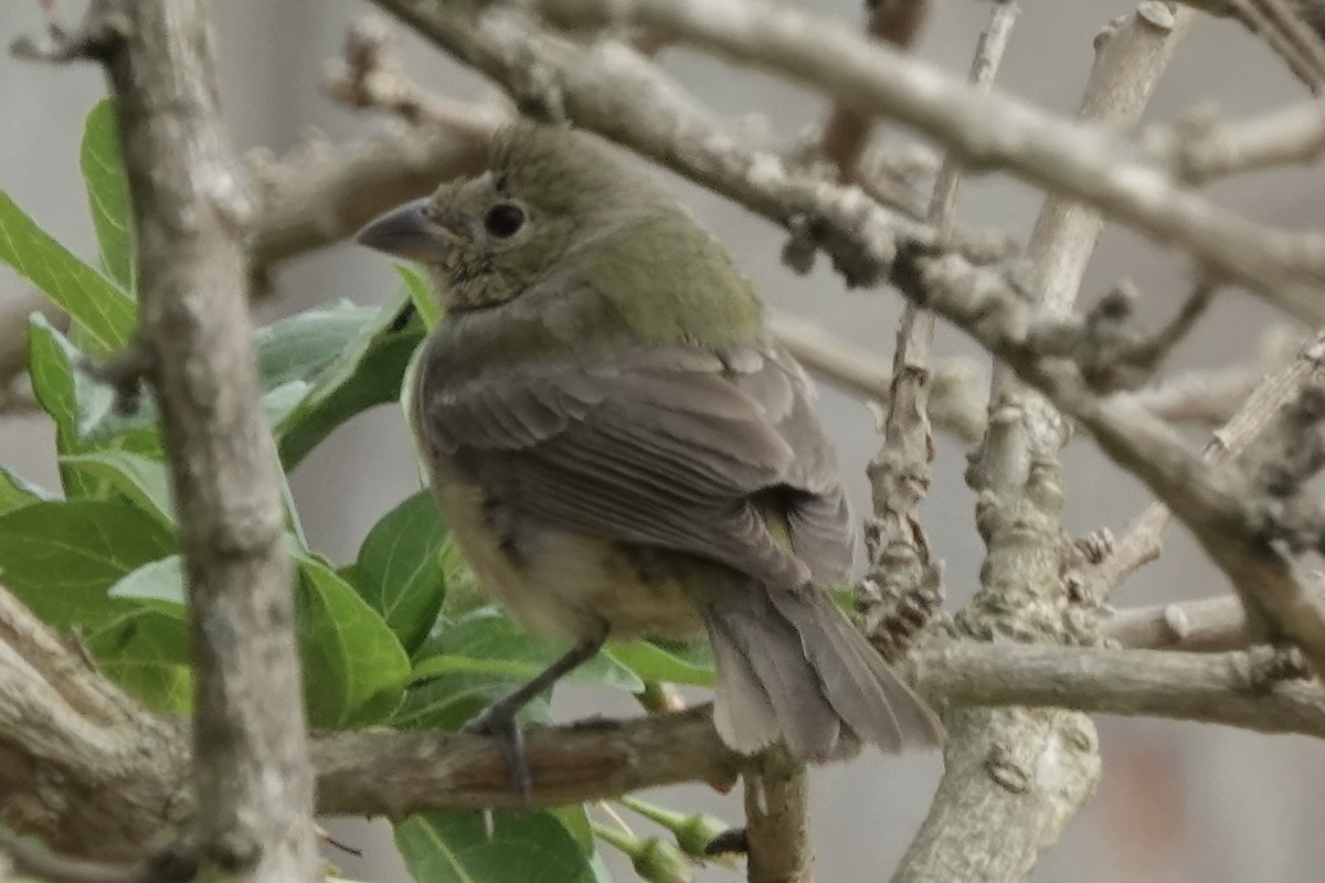 Painted Bunting - ML642309843