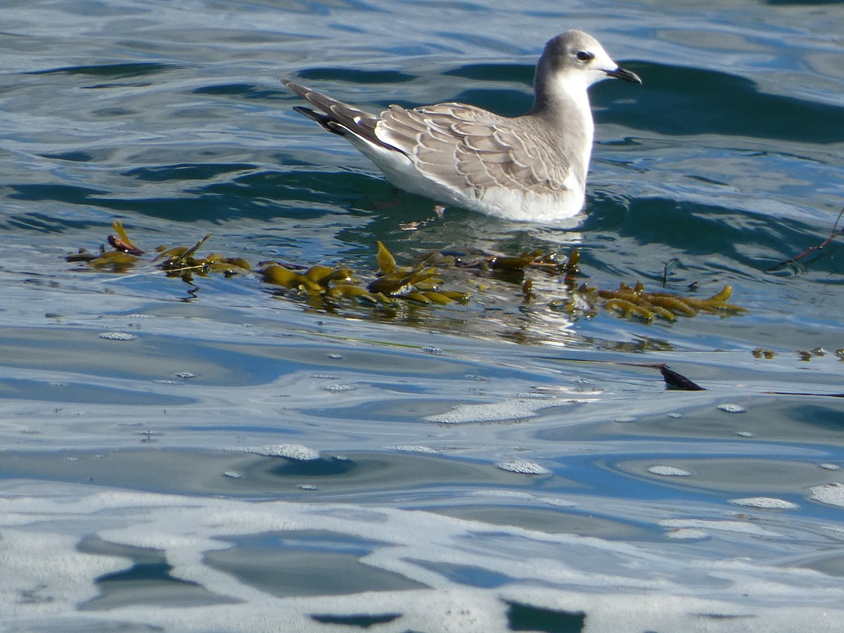 Sabine's Gull - ML642309844