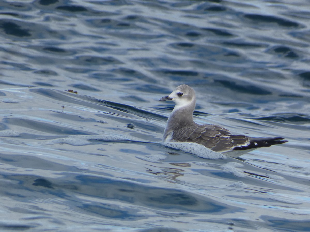 Sabine's Gull - ML642309845