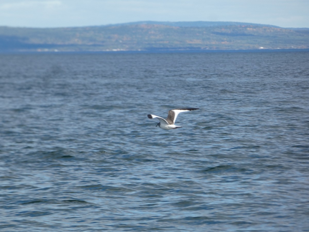 Sabine's Gull - ML642309846