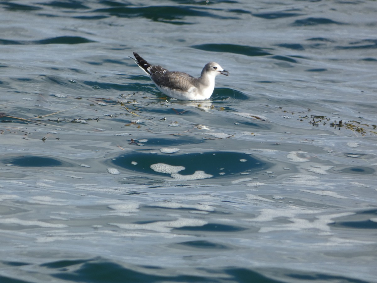 Sabine's Gull - ML642309850