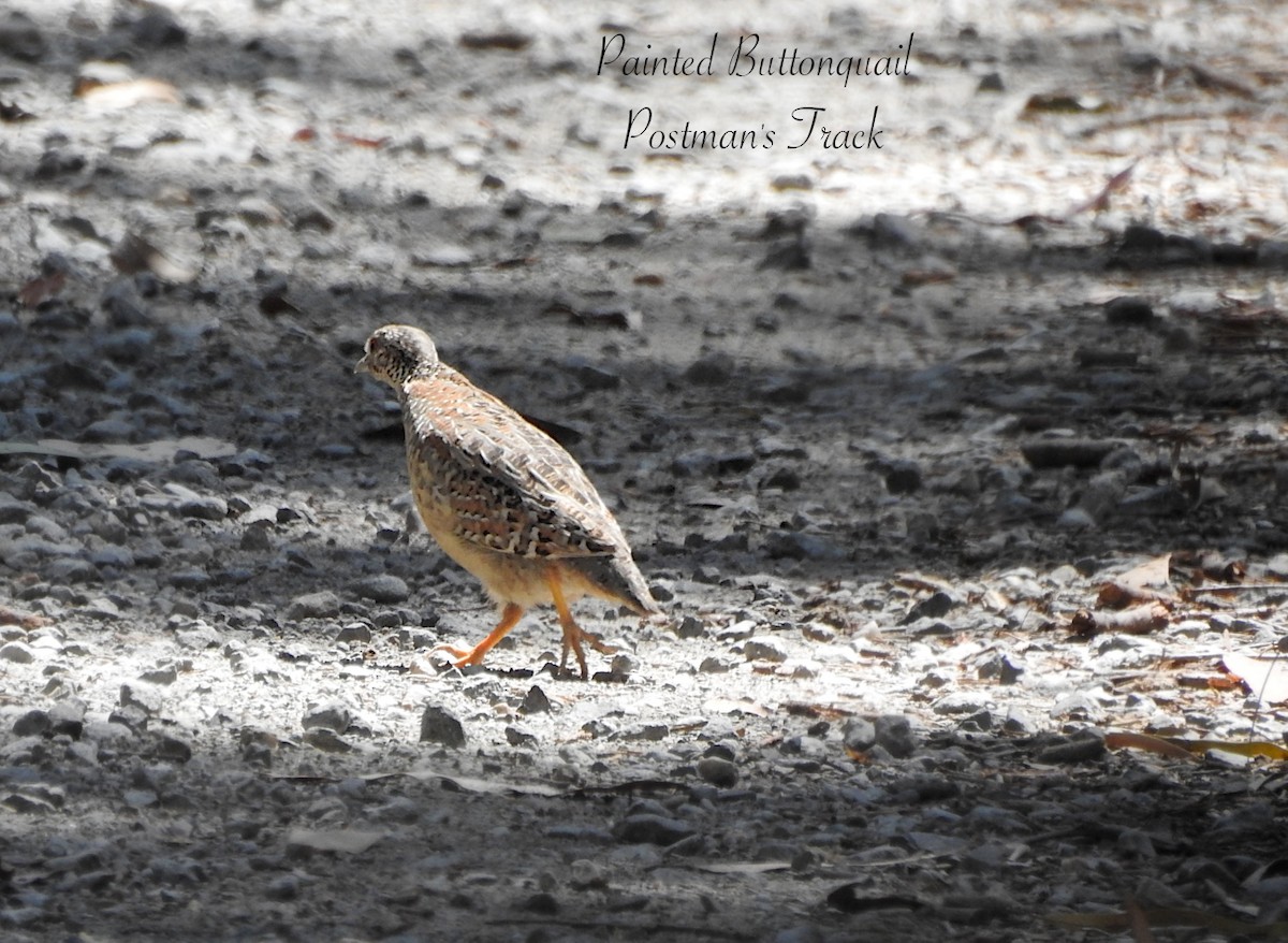 Painted Buttonquail - ML642309852
