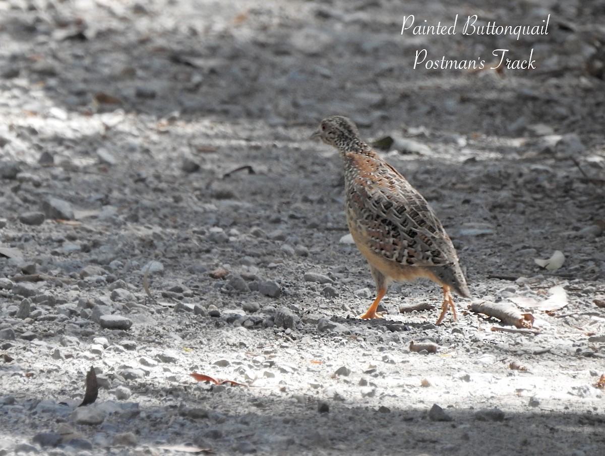 Painted Buttonquail - ML642309853