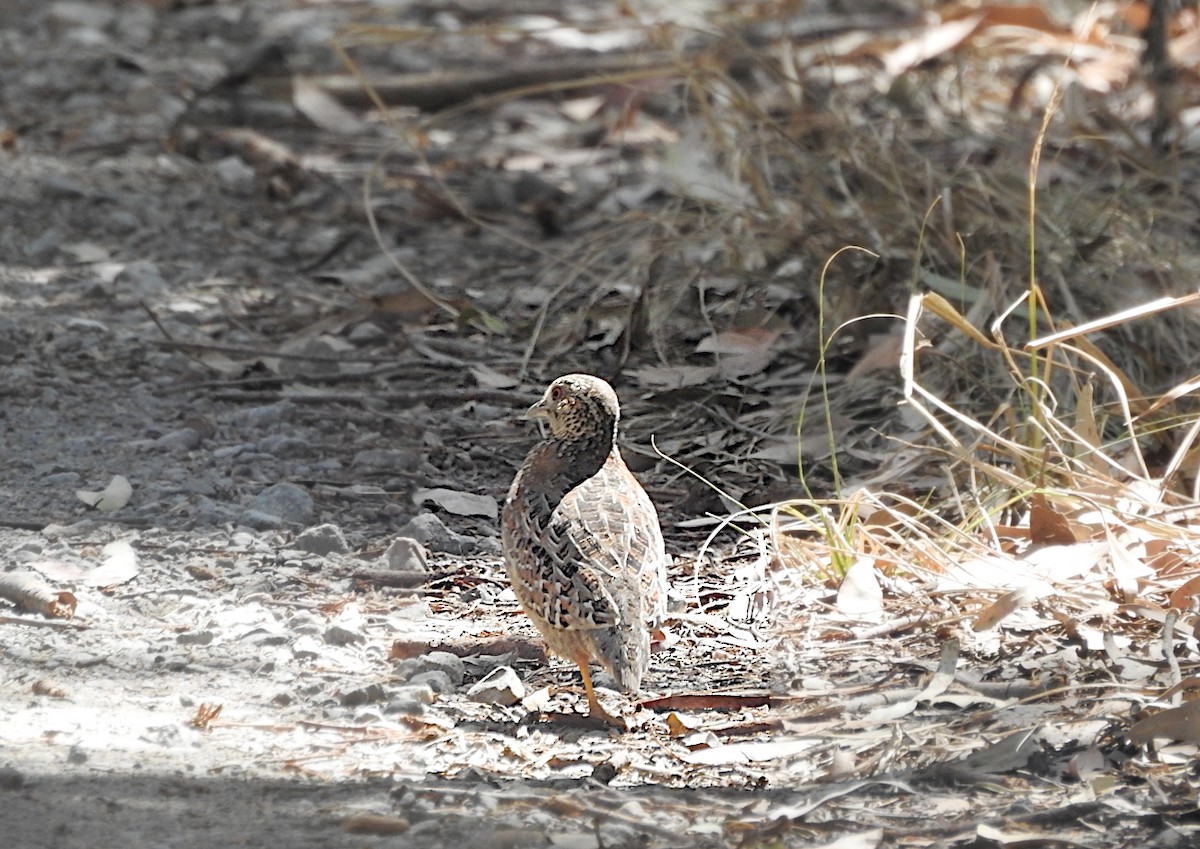 Painted Buttonquail - ML642309854