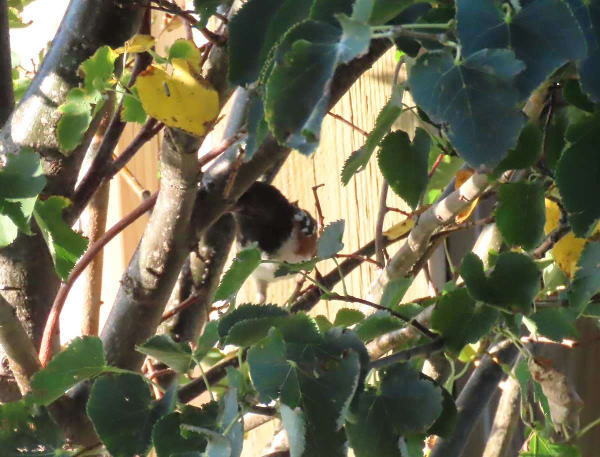 Spotted Towhee - ML642309858