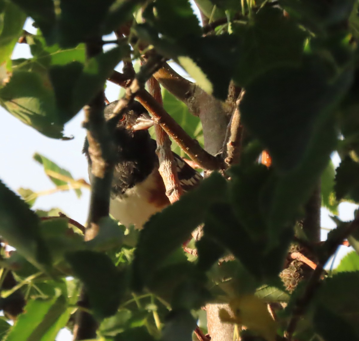 Spotted Towhee - ML642309859
