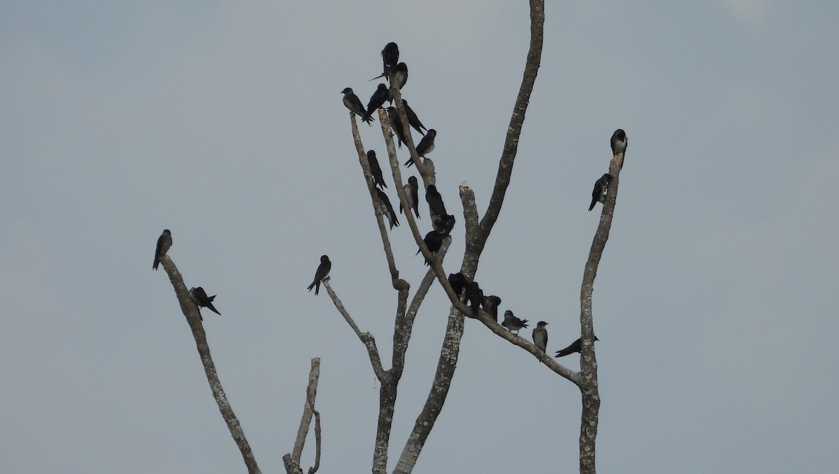 Purple Martin - ML642309865