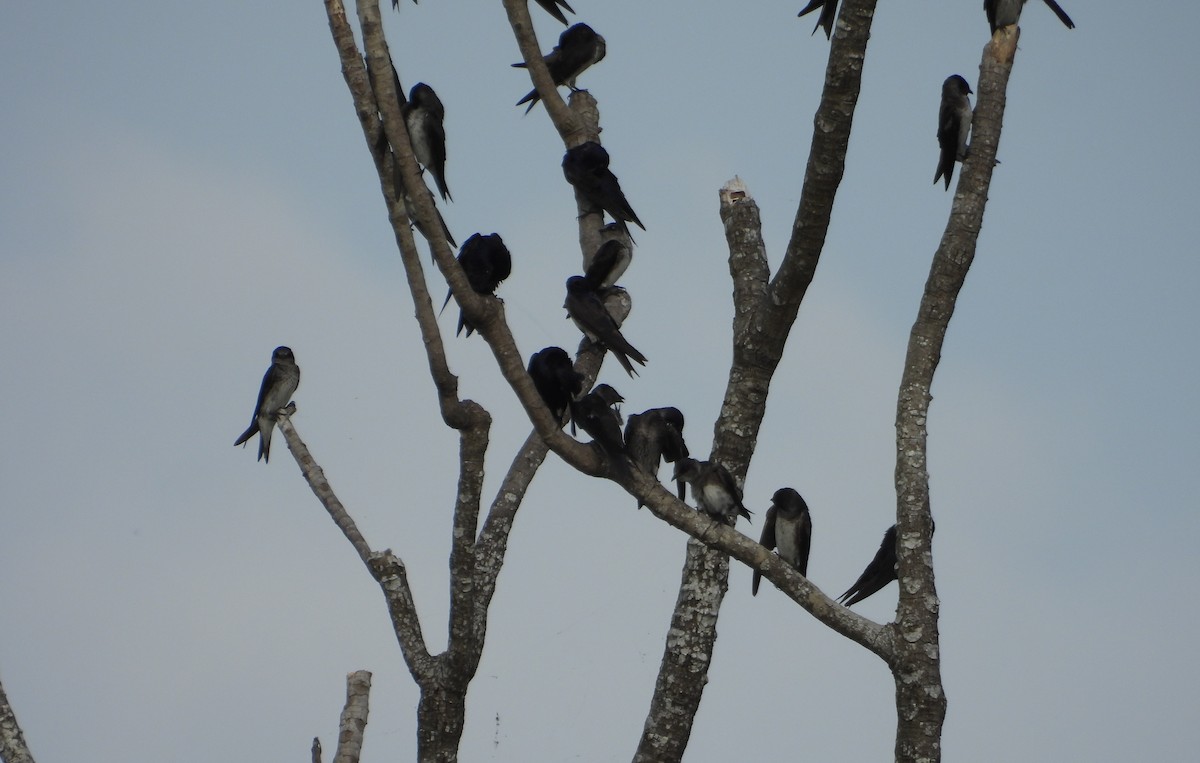 Purple Martin - ML642309867