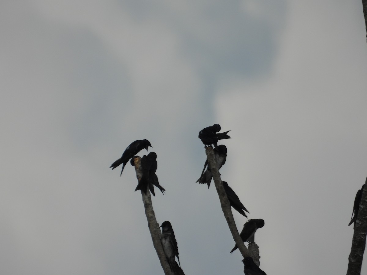 Purple Martin - ML642309868