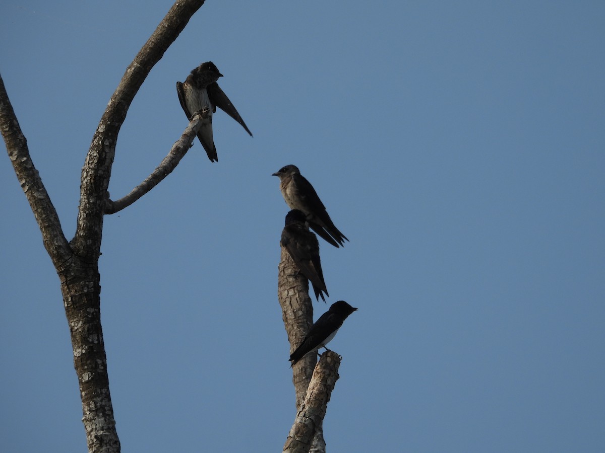 Purple Martin - ML642309869